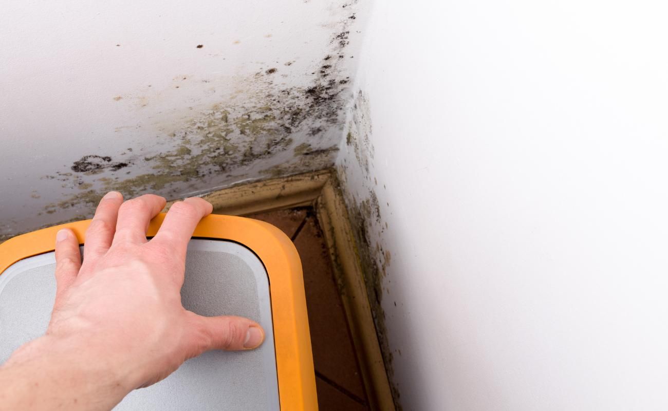 Elimina el moho y la humedad de las ventanas de tu casa con estos sencillos pasos