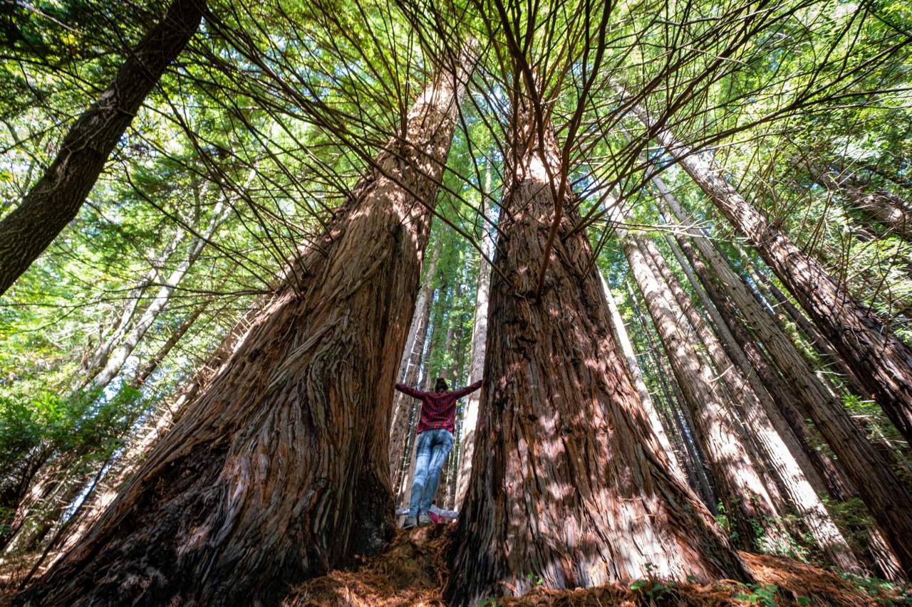 En España también tenemos bosques de secuoyas, este es el más frondoso de todos