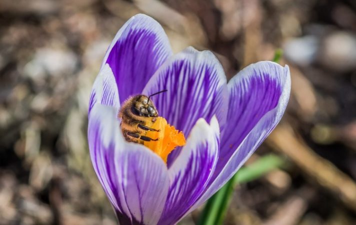 azafran crocus Merca2.es