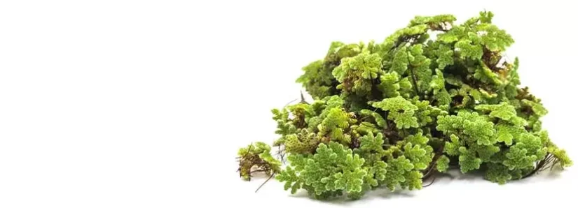 SUPERALIMENTO AZOYA: NUTRICIÓN Y SOSTENIBILIDAD EN CADA BOCADO