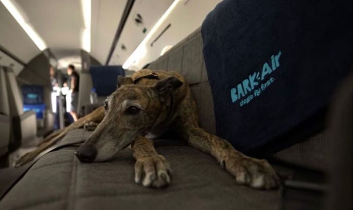 Así es Bark Air, la aerolínea exclusiva para perros