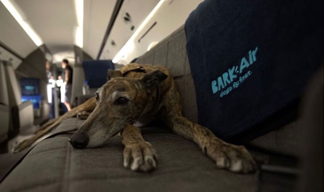 Así es Bark Air, la aerolínea exclusiva para perros