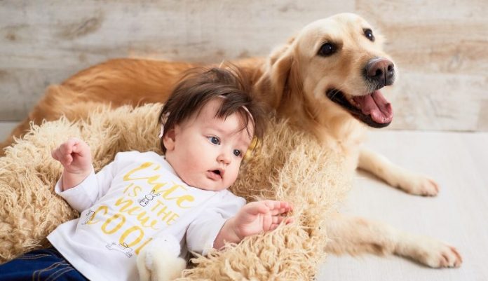 Bebé se escapó de su casa a la madrugada y fue custodiado por su perro hasta que lo encontró la policía