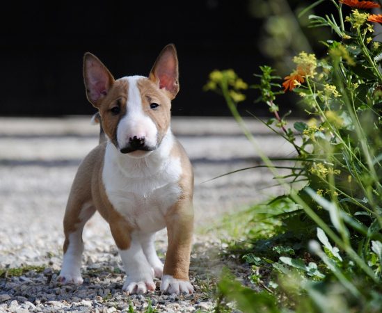 bull terrier mini mejor raza perros Merca2.es