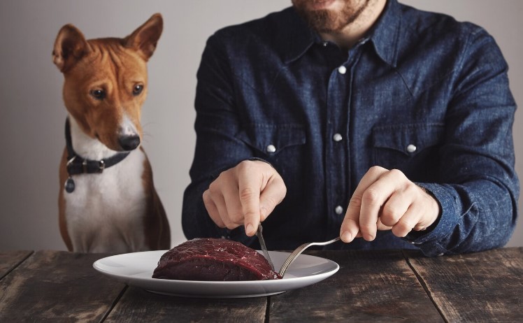 Mentiras que la mayoría de las personas creemos sobre la alimentación natural para mascotas