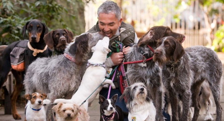 ⁠La historia detrás de César Millán, “el encantador de perros”