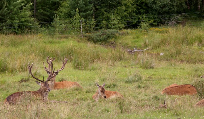 ⁠Escocia es el primer país que quiere volver a su estado salvaje 