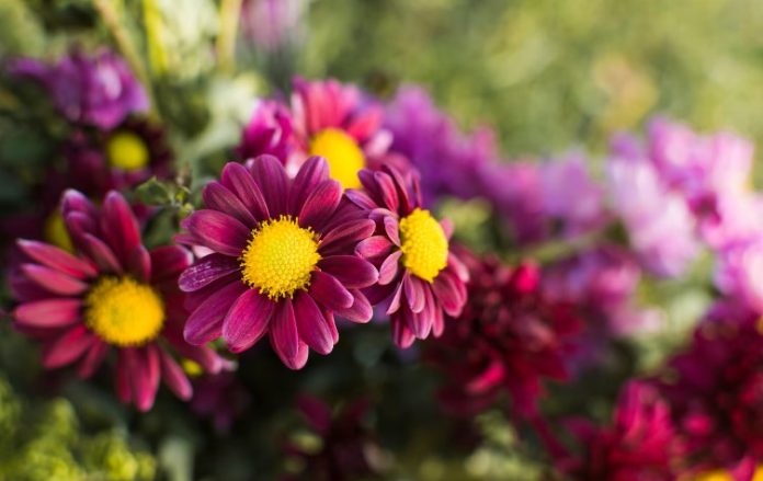Las 5 flores más caras del mundo y por qué no deberías comprarlas