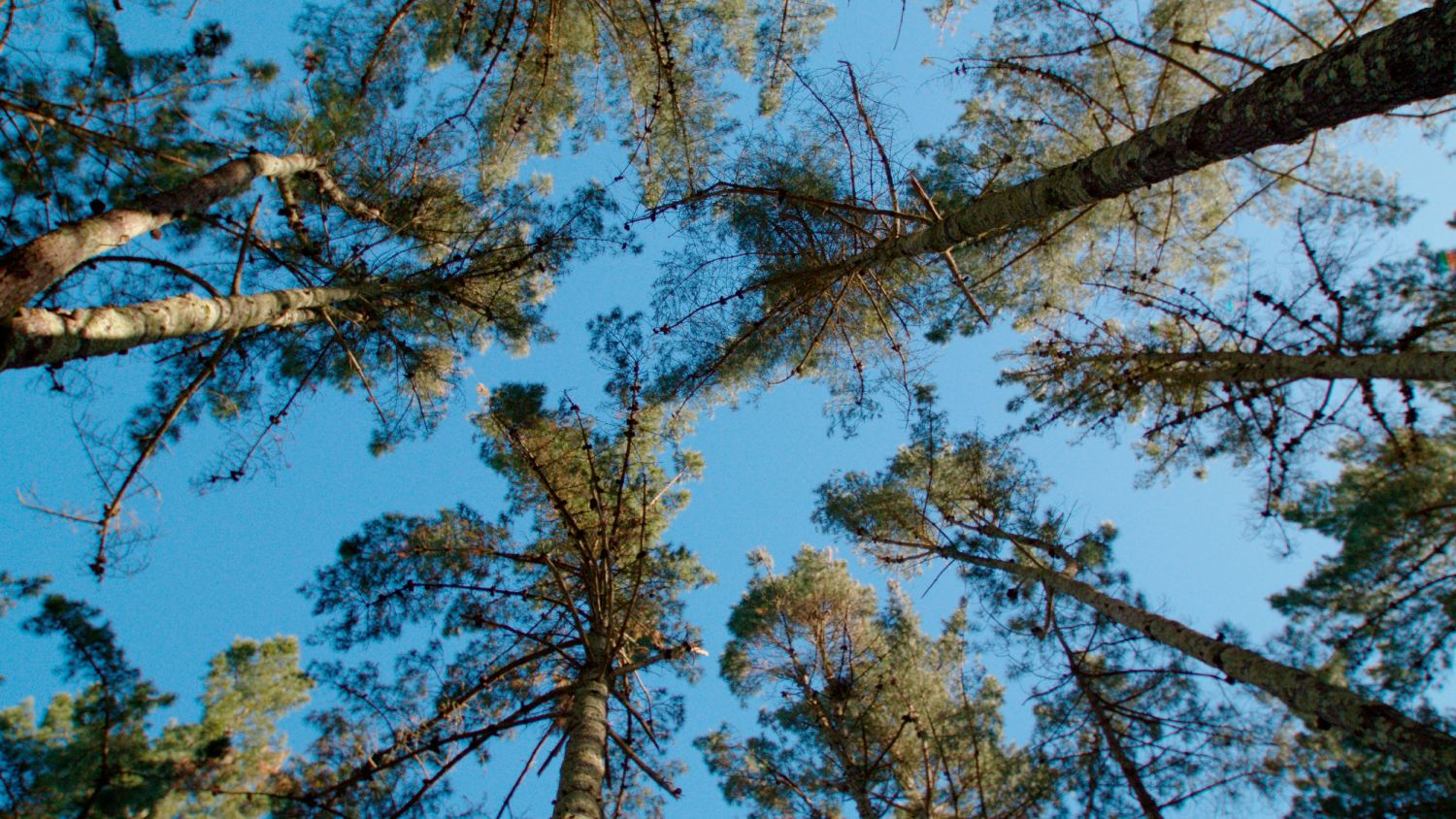 Naturgy siembra el futuro con su propio bosque corporativo