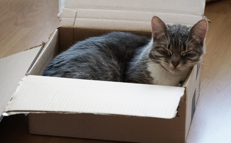 Envió por error a su gato en un paquete de Amazon