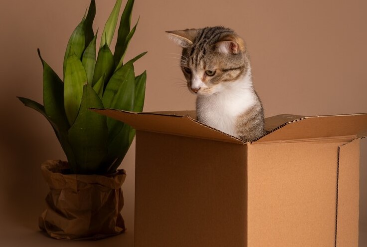 Envió por error a su gato en un paquete de Amazon 1 Merca2.es Envió por error a su gato en un paquete de Amazon