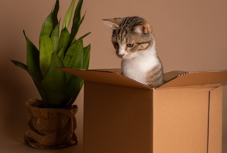 Envió por error a su gato en un paquete de Amazon