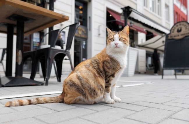 Houtong: El increíble pueblo de Taiwán que atrae turistas de todo el mundo por sus gatos 2 Merca2.es Houtong: El increíble pueblo de Taiwán que atrae turistas de todo el mundo por sus gatos