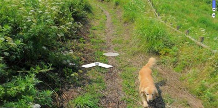 El golden retriever que persiguió la cámara de Google Maps y salió en cientas de sus fotos ¿cómo verlo?