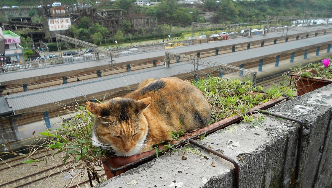 Houtong: El increíble pueblo de Taiwán que atrae turistas de todo el mundo por sus gatos 1 Merca2.es Houtong: El increíble pueblo de Taiwán que atrae turistas de todo el mundo por sus gatos