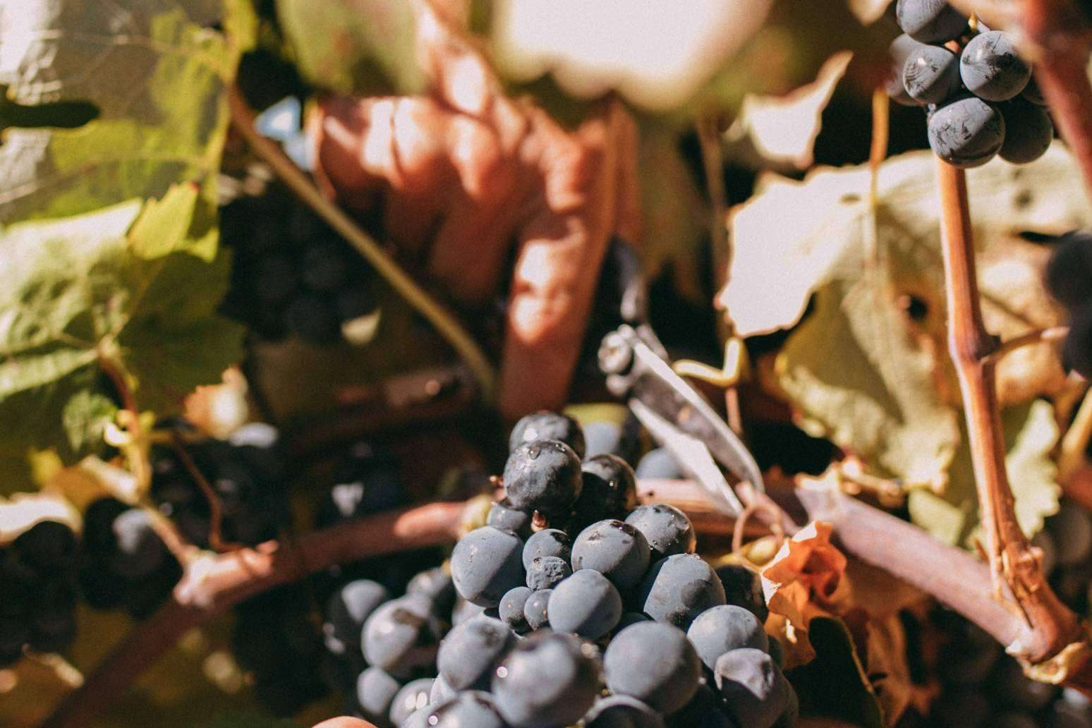Bodegas Vegalfaro, historia y sostenibilidad en la producción de vino