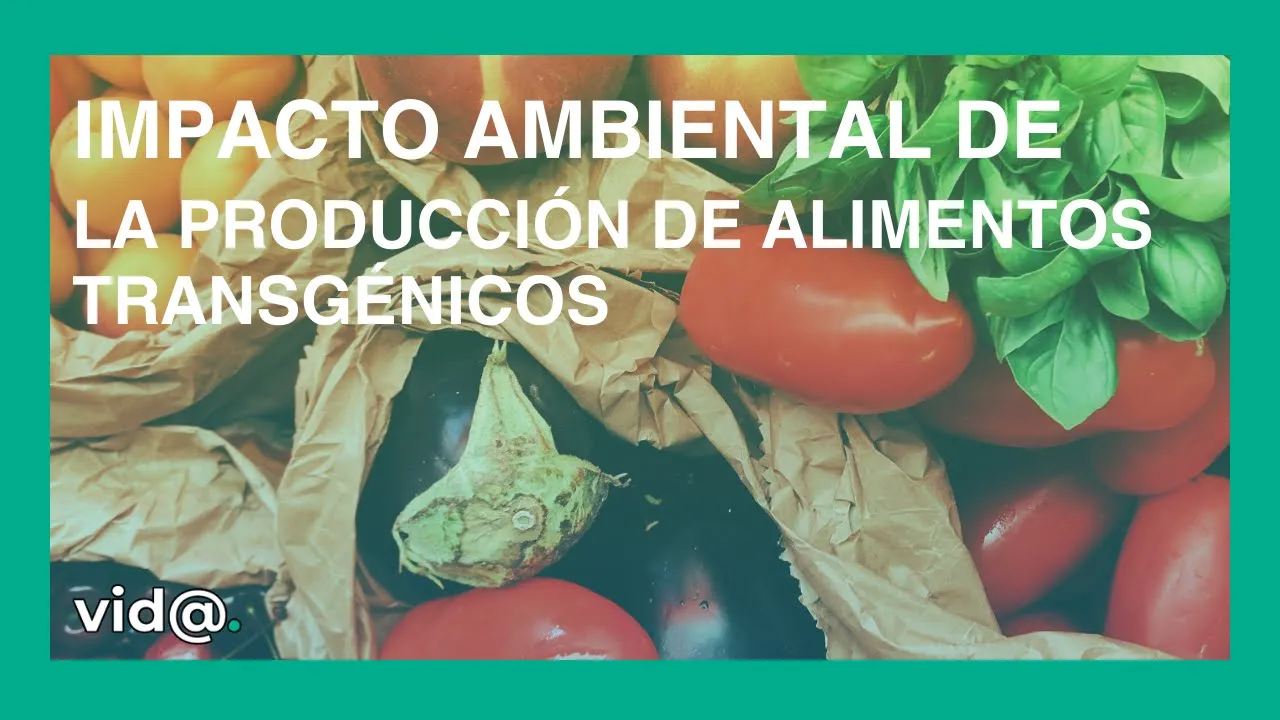 Impacto ambiental de la producción de alimentos transgénicos