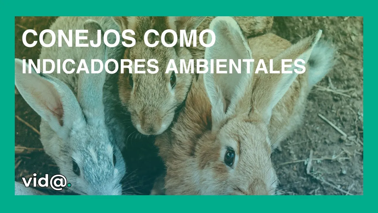 Conejos como indicadores ambientales