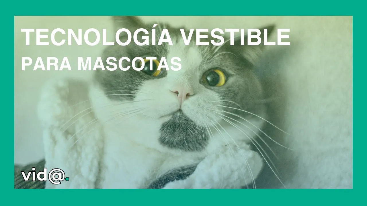 Tecnología vestible para mascotas