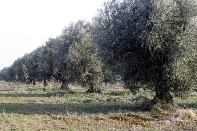 olivos Merca2.es