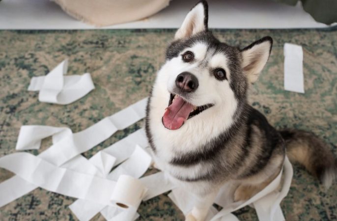 perro husky Merca2.es