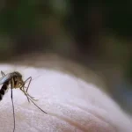 El sistema repelente de mosquitos inteligente Thermacell LIV es ideal para todo el verano