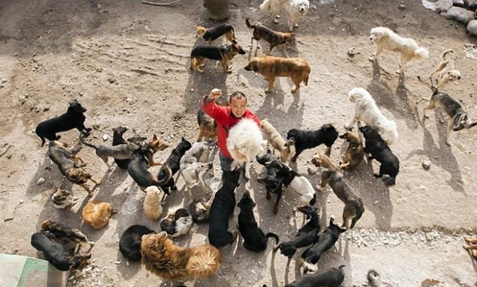 Un millonario quedó en quiebra por rescatar a perros de la calle