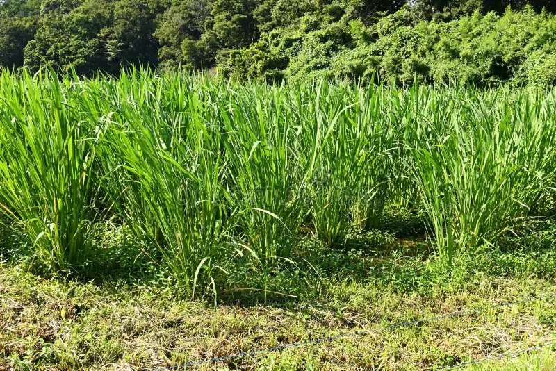 CONSIDERACIONES ECOLÓGICAS Y ECONÓMICAS