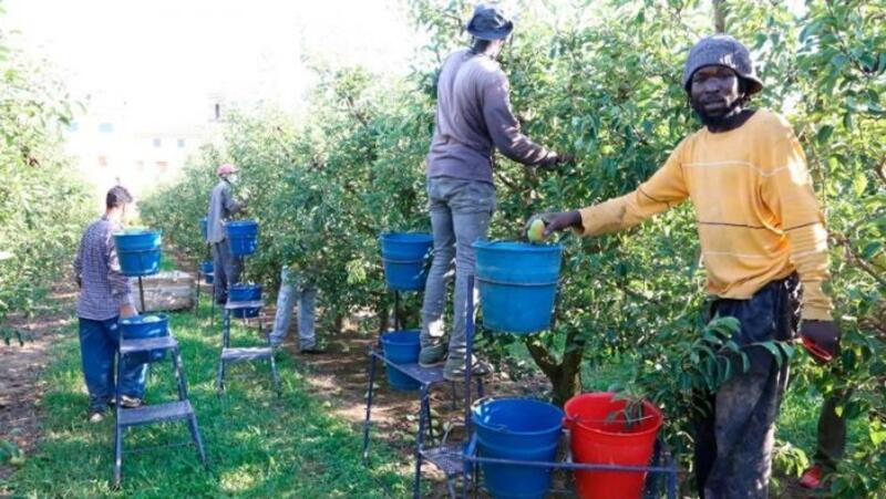 El 25% de los trabajadores agrícolas europeos son migrantes que sufren explotación laboral, según un estudio