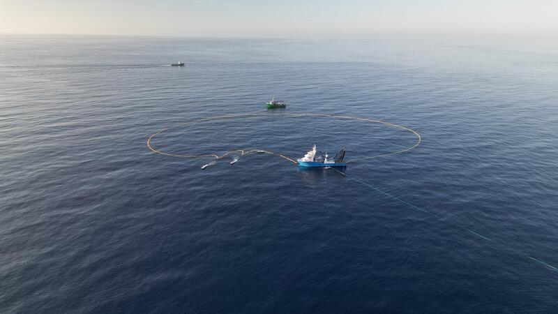 Exitosa campaña de pesca de atún rojo para Balfegó: 3.087 toneladas en 12 días efectivos