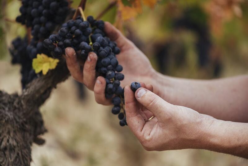 Excelente calificación del Consejo Regulador de la DOCa Rioja a la cosecha vinícola de 2023