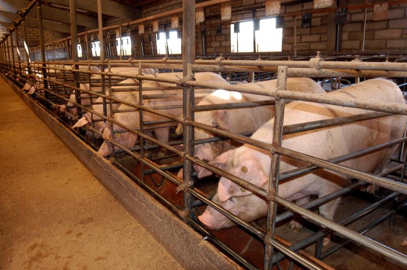Las importaciones de carne de cerdo, en el punto de mira: China emprende una investigación ‘antidumping’ contra la UE