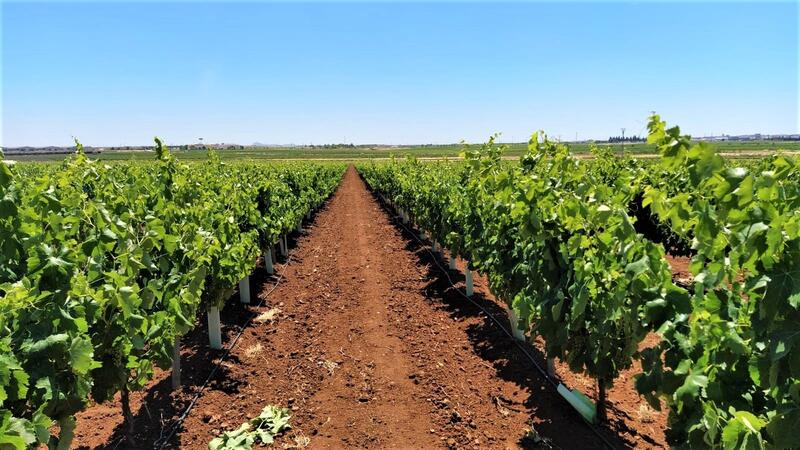 Apoyo financiero del Gobierno: 150 millones de euros destinados al sector vinícola y a fomentar el consumo de leche y verduras