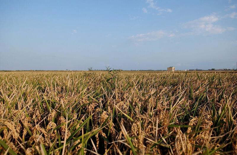 El Gobierno aumenta a 264 millones las ayudas a tierras de cultivo de secano, arroz y tomate