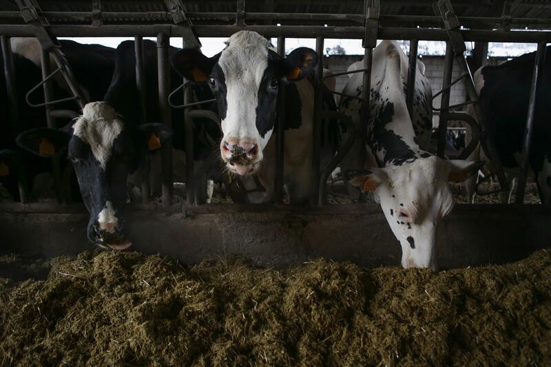 El Tribunal Supremo deniega el recurso de Fenil contra la disposición que obliga a que el precio cubra el coste de producción