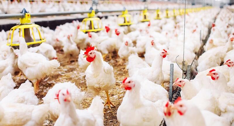 COAG critica que el uso del pollo como «producto reclamo» pone en jaque la rentabilidad de 5.000 granjas