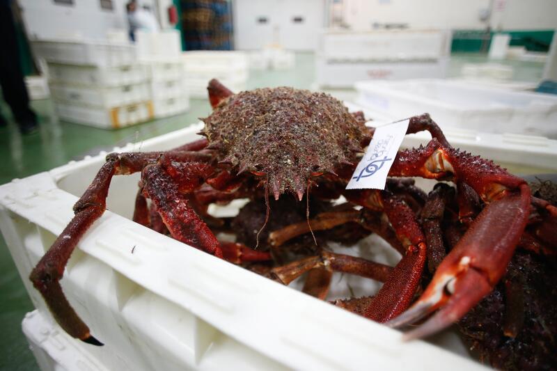 Atención pescadores de Lugo: este viernes entra en vigor la veda del centollo en sus playas