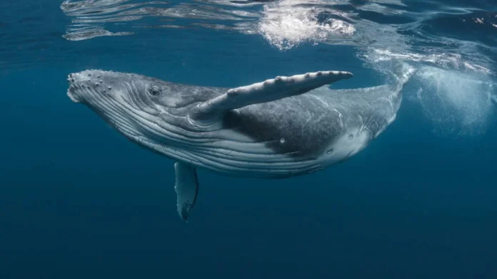 Bitcoin: Ballenas compran 1.000 millones de dólares al día por este motivo