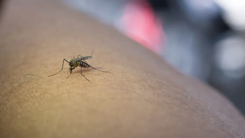 close up mosquito sucking blood from human arm Merca2.es