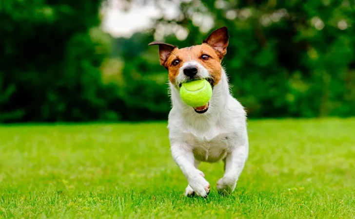 Gadget mascota