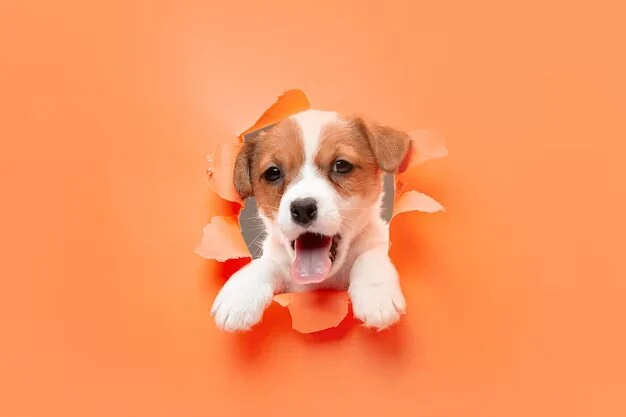 Este gadget te ayudará a mimar a tu mascota como nunca