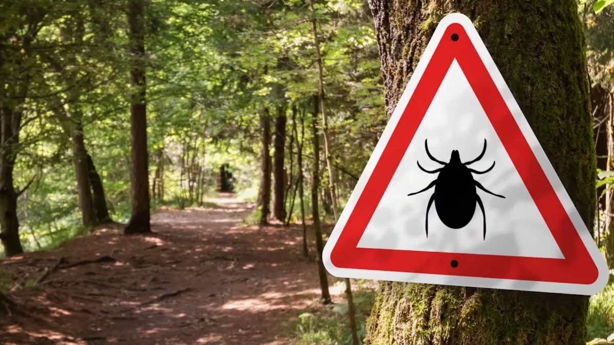 Gracias a estos consejos las garrapatas no volverán a acercarse a ninguna de tus mascotas este verano