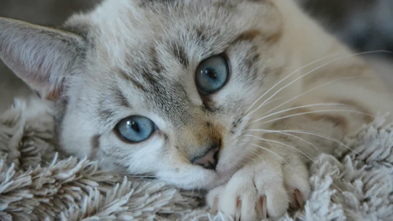 IA gato