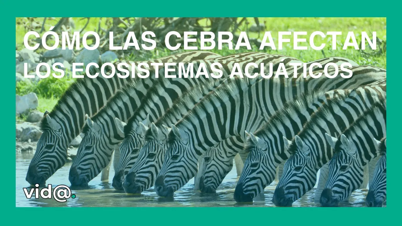 Cómo las cebra afectan los ecosistemas acuáticos a través de sus hábitos de pastoreo