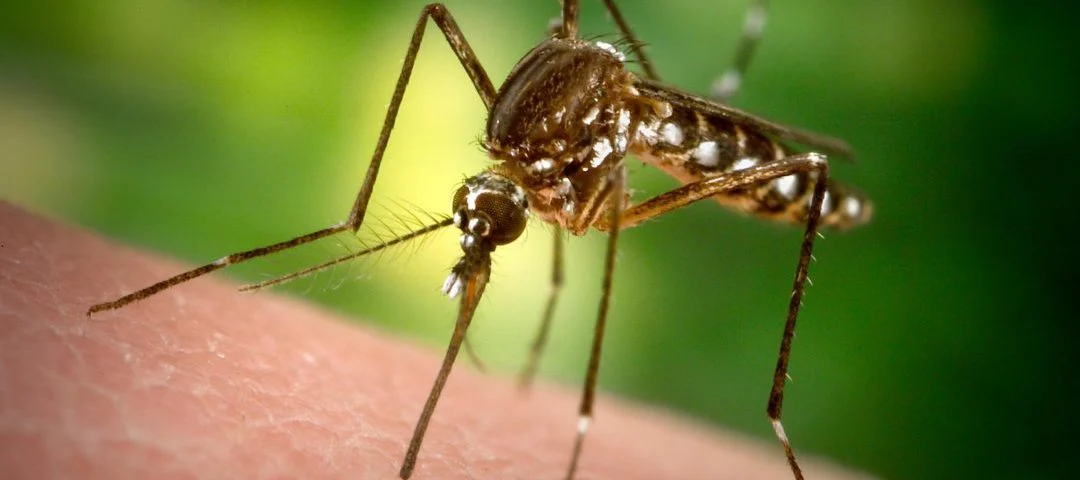 Plaga de mosquito tigre: trucos para evitar su dolorosa picadura