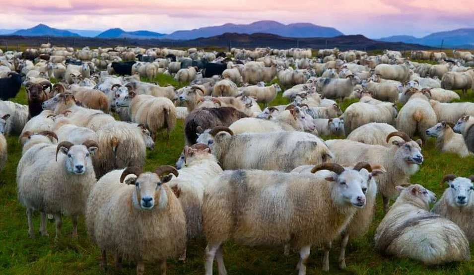 Este es el país en donde hay más ovejas que gente