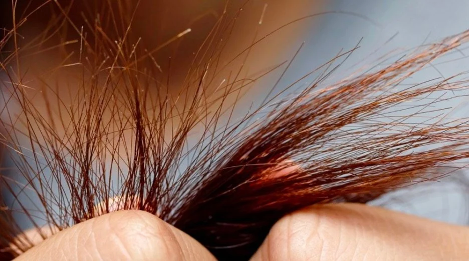 Cierra las puntas abiertas del cabello con este tratamiento natural