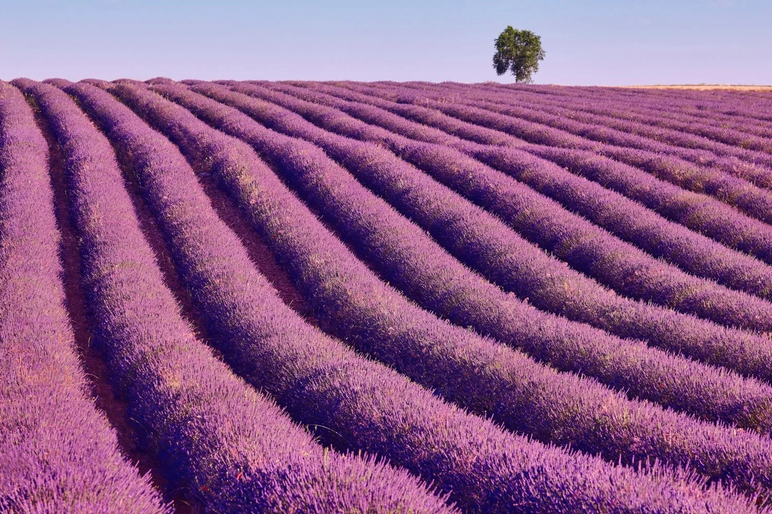 Los hermosos campos de lavanda que encontrarás en este pueblo medieval de Valladolid