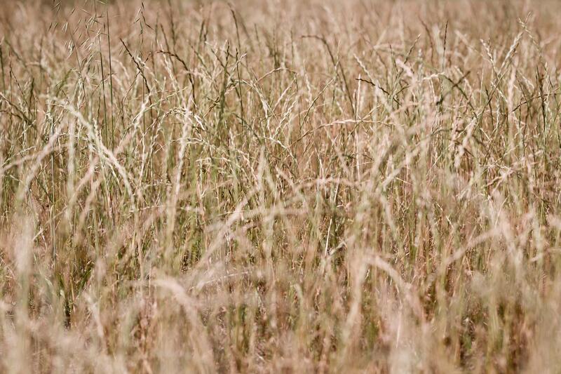 Asaja Castilla-La Mancha organiza manifestaciones para septiembre en demanda de protección para la producción nacional de cereales