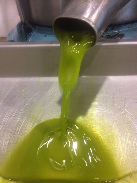 COAG lanza una fuerte advertencia sobre la dramática caída en la producción de aceite de oliva